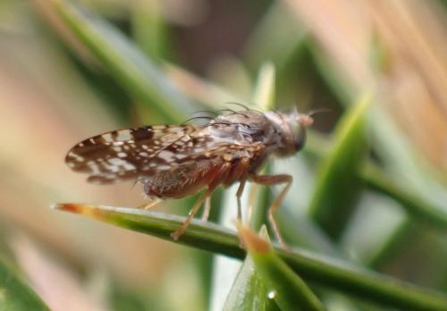 Tephritis vespertina